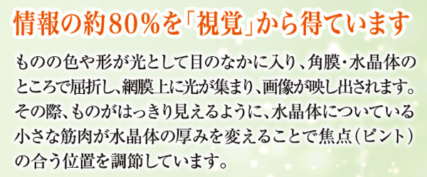 情報の約８０％を「視覚」から得ています