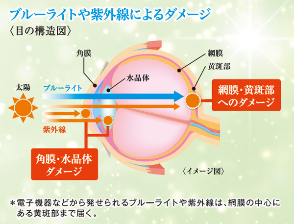 ブルーライトや紫外線によるダメージ