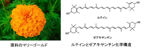 マリーゴールドとルテインとゼアキサンチン化学構造